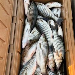 Striped bass caught while fishing in Appling