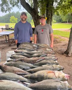 Large catch of striped bass and yellow bass laid out on table in Appling GA