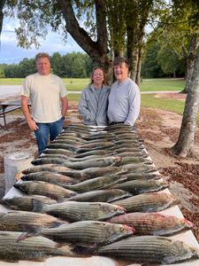 4 striped bass and wiper fish caught in Appling