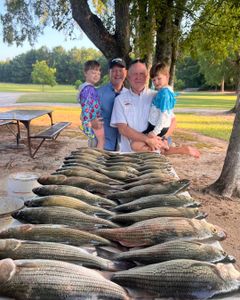 Large catch of striped bass and yellow bass laid out at fishing spot in Appling GA