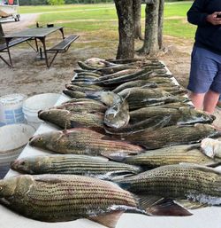 Two striped bass and yellow bass, fishing in GA