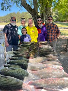 Large catch of white bass and striped bass displayed on cleaning table in Appling GA