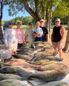 Large catch of white bass and other fish species displayed on tarp in Appling GA