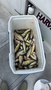 Nice catch of American Yellow Perch using deep sea trolling techniques today!