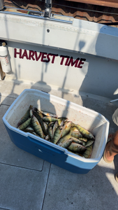 Cooler packed with the day's catch using deep sea trolling techniques. Exciting results on the water!