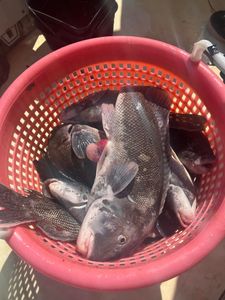 Fishing in Greenport