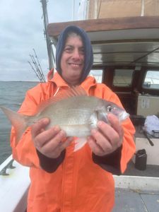 Freshly caught scup fish held on fishing boat in Greenport NY waters