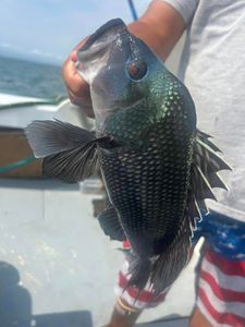 A single sea bass fish caught in Greenport