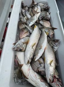 Fresh caught squeteague fish in cooler from Greenport NY fishing trip