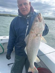 Fresh caught squeteague fish displayed on fishing boat deck in Greenport NY waters