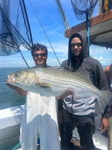 Striped bass caught in Greenport