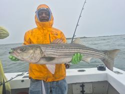 Striped bass caught fishing in Greenport NY waters