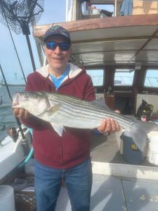 Striped bass catch displayed on fishing boat in Greenport NY