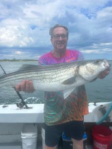 Striped bass caught while fishing in Greenport NY waters