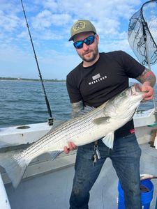 Striped bass catch on fishing boat in Greenport NY