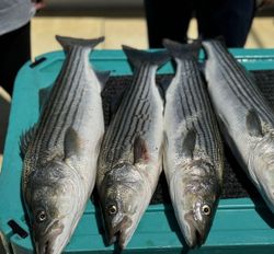 Four striped bass laid out in cooler after successful fishing trip in Greenport NY