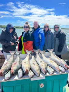 Fresh caught striped bass displayed on fishing boat in Greenport NY