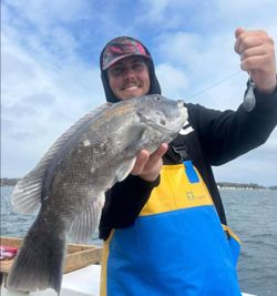 Fresh caught tautog being held up on fishing boat in Greenport NY waters