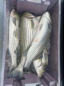 Striped bass fishing in NY