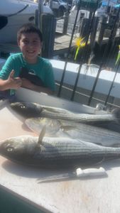 Multiple striped bass caught during fishing trip in Greenport NY