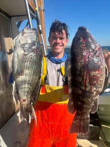 Catch of two sea bass, fishing in NY