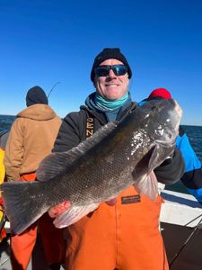 Tautog fish caught while fishing in NY