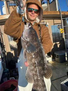 Tautog fish caught by angler in NY