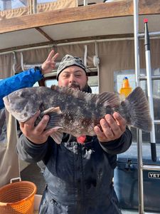 Tautog fish caught while fishing in Greenport