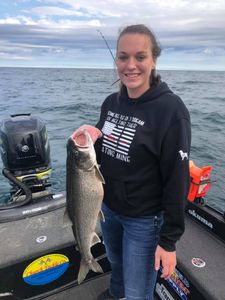 Lake Trout in Lake Michigan