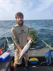 Lake Michigan Fishing for Lake Trout 