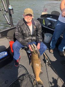 Salmon in Lake Michigan