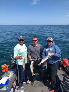 Lake Michigan's Lake Trout