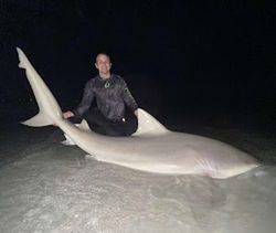 Bonnethead shark caught while fishing at Madeira Beach