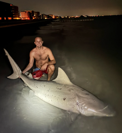 Bonnethead Shark caught while fishing in Madeira Beach