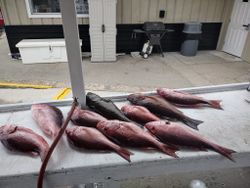 5 fishing in FL