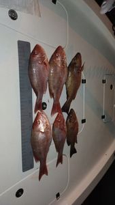 Five fish caught in a fishing trip at Panama City Beach