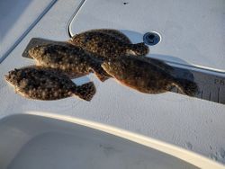 Four Summer Flounder caught in Panama City Beach