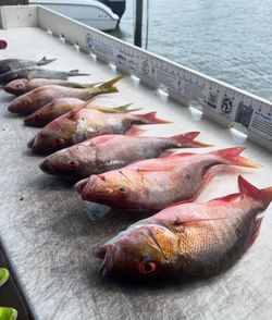 Red Snapper Catch in Jupiter Florida Fishing Trips