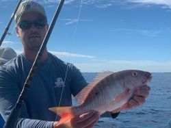 Snapper in Atlantic Ocean