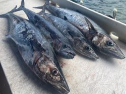 Jupiter inshore fishing charters