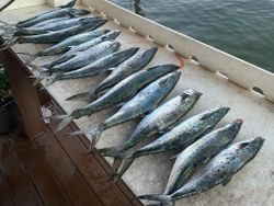 Jupiter offshore fishing charters