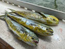 Dolphinfish fishing in Jupiter, FL