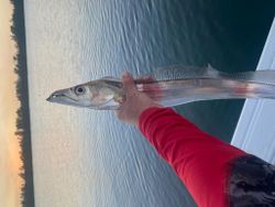 Snake mackerel in Jupiter, FL