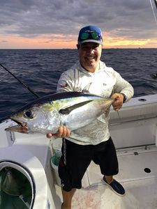 Yellowfin tuna in Jupiter, FL