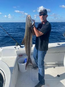 Cobia in Jupiter, FL