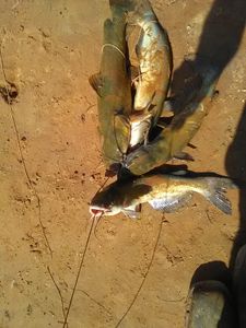 Two anglers fishing on Monkey Island