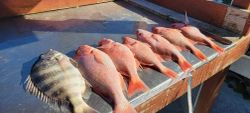 Mixed Bag From South Padre Island, Tx