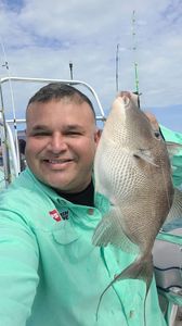 Grey Triggerfish Fishing In Port Isabel, Tx