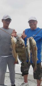 4 redfish and black drum caught in Port Isabel