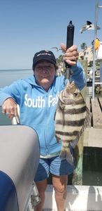 Sheepshead fish caught by angler in Port Isabel